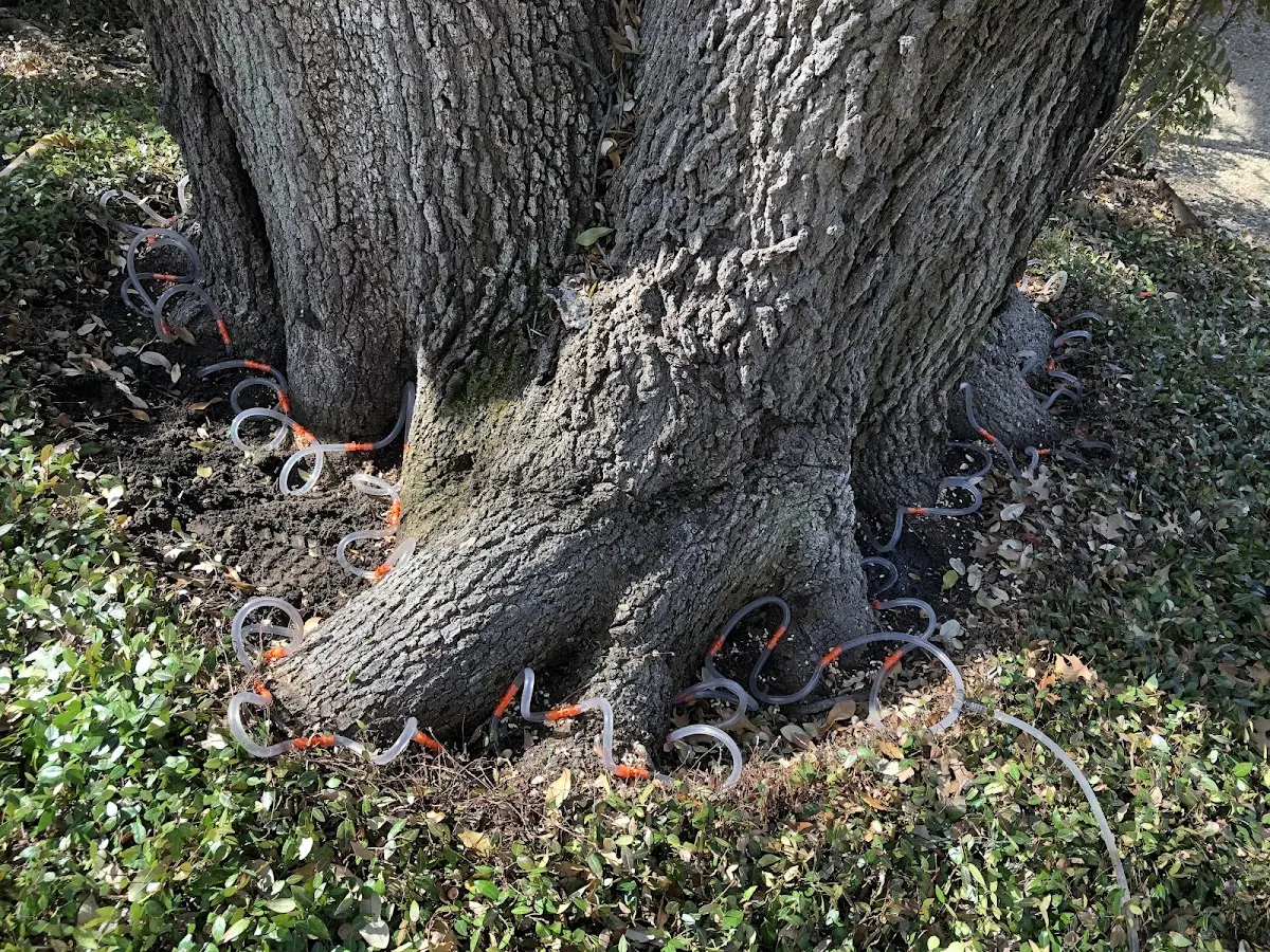 Detailed Tree Cabling and Bracing job site in Royal Oak