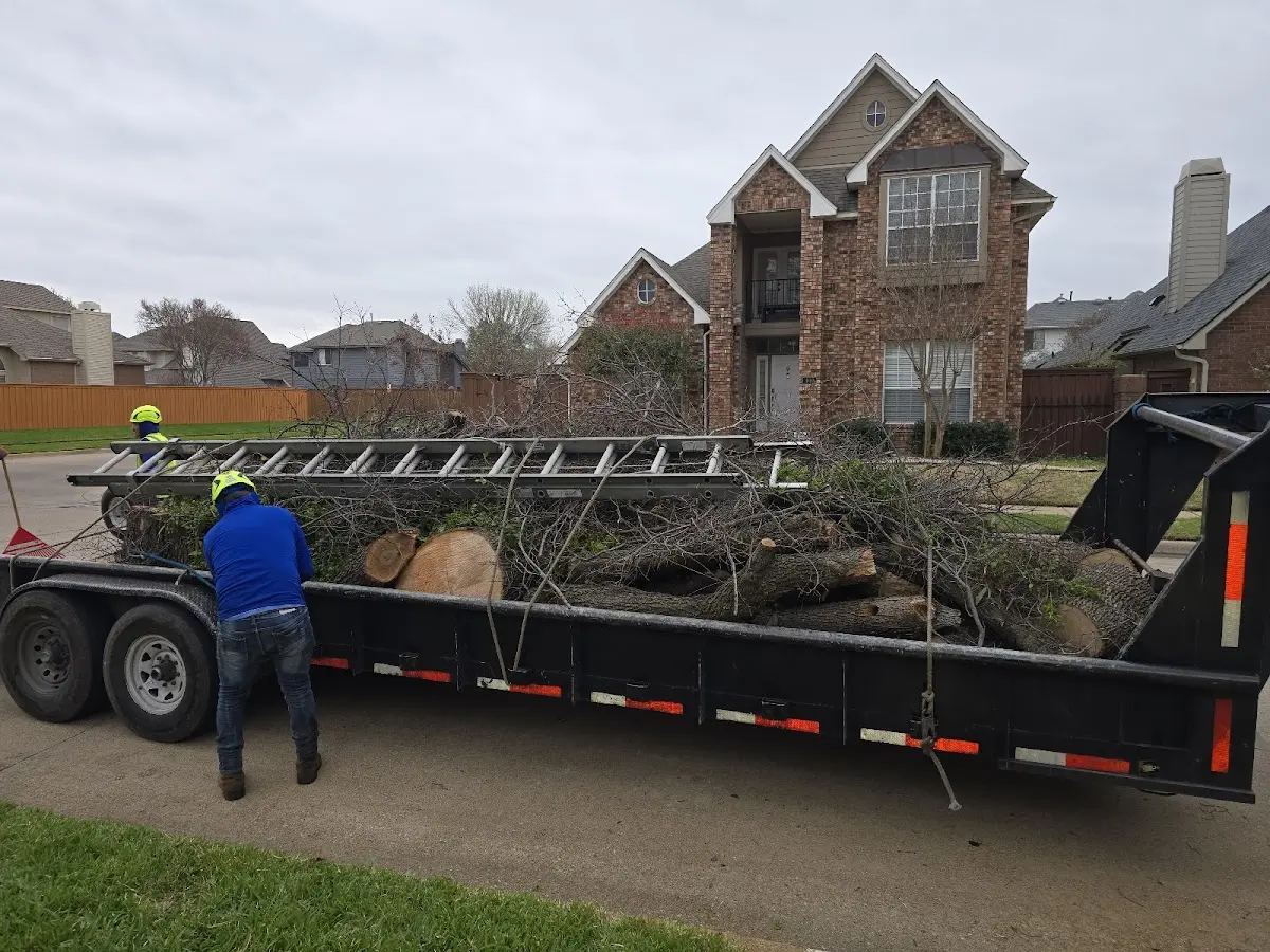Expert Deadwooding with proper safety equipment in Royal Oak